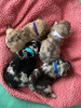 Additional photos: french bulldog puppies