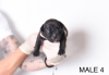 Photo №4. I will sell american bully in the city of Belgrade. breeder - price - negotiated