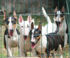 Photo №4. I will sell bull terrier in the city of Belgrade.  - price - 317$