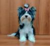 Photo №1. yorkshire terrier - for sale in the city of Балыкесир | negotiated | Announcement № 31991