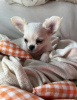 Photo №4. I will sell chihuahua in the city of New York. private announcement - price - 300$