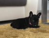 Photo №2 to announcement № 32403 for the sale of french bulldog - buy in Germany private announcement