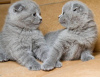 Photo №2 to announcement № 124251 for the sale of scottish fold - buy in Netherlands 