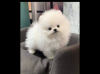 Photo №1. pomeranian - for sale in the city of Manila | negotiated | Announcement № 125047