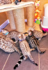 Photo №3. Bengal Cats kittens available for Adoption. Germany