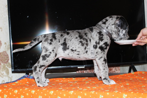 Additional photos: Great Dane puppies