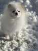 Photo №1. pomeranian - for sale in the city of Kishinev | 740$ | Announcement № 88545