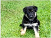 Photo №1. german shepherd - for sale in the city of Santa Barbara | Is free | Announcement № 124121