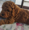 Additional photos: Apricot colored poodle puppies