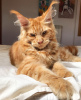 Photo №2 to announcement № 105636 for the sale of maine coon - buy in Germany breeder