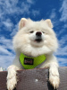 Photo №1. pomeranian - for sale in the city of Мадрид | Is free | Announcement № 43100