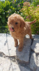 Photo №3. Toy poodle puppies boys and girls with pedigree. Belarus