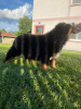 Photo №2 to announcement № 105902 for the sale of bernese mountain dog - buy in Serbia breeder