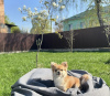 Photo №2 to announcement № 103387 for the sale of chihuahua - buy in United States from nursery