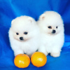 Photo №1. pomeranian - for sale in the city of Москва | 610$ | Announcement № 10609