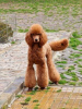 Photo №2 to announcement № 91517 for the sale of poodle (royal) - buy in Serbia 