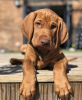 Photo №1. vizsla - for sale in the city of New York | 400$ | Announcement № 102949