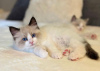 Photo №2 to announcement № 69384 for the sale of ragdoll - buy in Germany private announcement