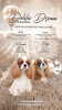 Photo №1. cavalier king charles spaniel - for sale in the city of Inđija | negotiated | Announcement № 100794