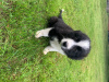 Photo №1. non-pedigree dogs - for sale in the city of Bamberg | Is free | Announcement № 118078