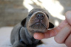 Additional photos: Doberman puppies