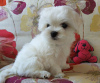 Photo №3. The boy is a handsome, strong, healthy Maltese, blood of Korea, KSU.. Ukraine