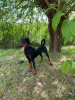 Photo №3. Doberman Pinscher young dog. Serbia