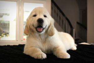 Additional photos: Puppies GOLDEN RETRIEVER