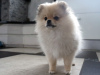 Additional photos: Pomeranian girl, standard