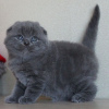 Photo №2 to announcement № 122841 for the sale of scottish fold - buy in Finland 