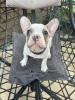 Photo №2 to announcement № 111707 for the sale of french bulldog - buy in Germany breeder