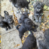 Additional photos: Miniature Schnauzer puppies with excellent pedigree