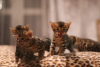 Photo №2 to announcement № 9461 for the sale of bengal cat - buy in Ireland 
