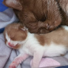 Photo №4. I will sell british shorthair in the city of Munich. private announcement, from the shelter, breeder - price - 423$