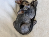 Photo №2 to announcement № 36982 for the sale of sphynx-katze - buy in Russian Federation from nursery