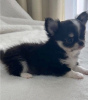 Photo №2 to announcement № 87946 for the sale of chihuahua - buy in Germany private announcement, from nursery, from the shelter, breeder