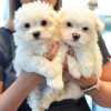 Photo №1. maltese dog - for sale in the city of Celle | Is free | Announcement № 120456