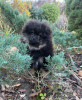 Photo №1. pomeranian - for sale in the city of Калифорния | 2000$ | Announcement № 80642