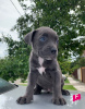 Additional photos: Pit Bull puppies for sale