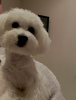 Photo №1. Mating service - breed: maltese dog. Price - 80$