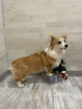 Photo №1. welsh corgi - for sale in the city of Москва | 911$ | Announcement № 41302