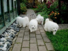 Photo №1. samoyed dog - for sale in the city of Berlin | Is free | Announcement № 125353