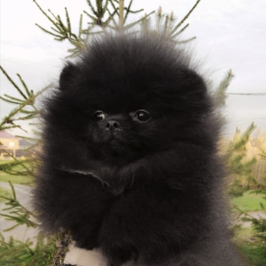 Photo №2 to announcement № 2310 for the sale of pomeranian - buy in Russian Federation from nursery, breeder