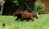 Additional photos: Labrador retriever puppies