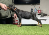 Additional photos: Doberman puppies