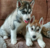 Photo №1. siberian husky - for sale in the city of Berlin | negotiated | Announcement № 118838