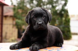 Additional photos: Labrador puppies of black and fawn color.