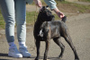 Photo №4. I will sell cane corso in the city of Belgrade.  - price - negotiated