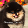 Photo №1. pomeranian - for sale in the city of Москва | Is free | Announcement № 68899