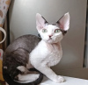 Photo №4. I will sell devon rex in the city of Indianapolis.  - price - 300$